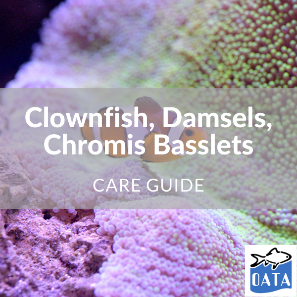 OATA Marine fish guide Clownfish... - Lincs Aquatics