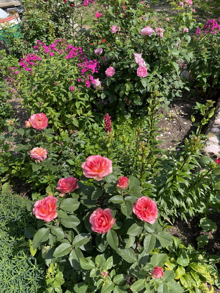 https://i.postimg.cc/m2rmS6zf/IMG-5803.jpg