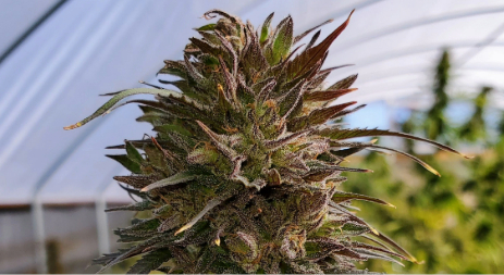 AC/DC strain