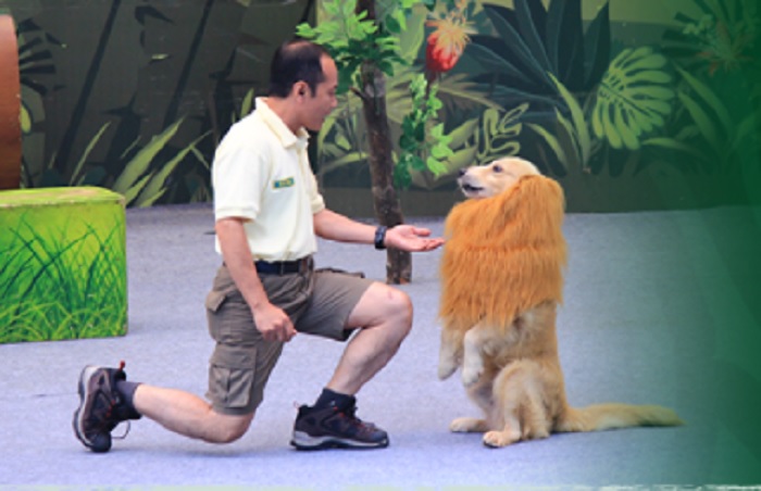 Pertunjukan satwa di Taman Safari Bogor.