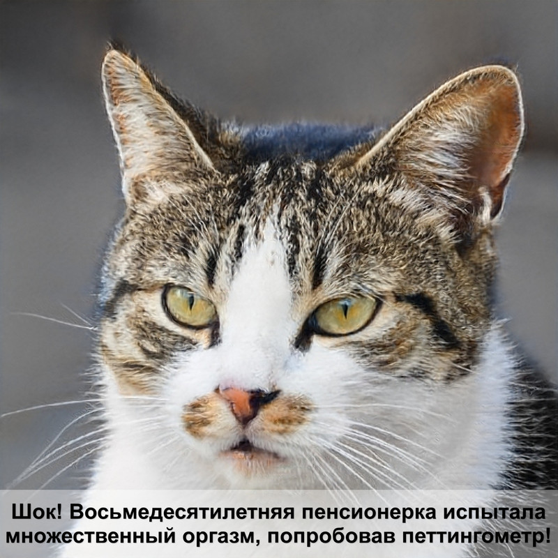 манчкин кошка шоколадного окраса