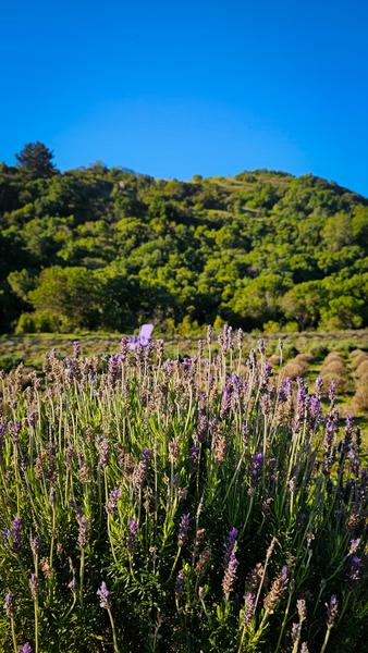 Lavandas en flor con cerros arbolados en Pupuya