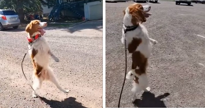 Dexter, anjing berjenis Brittany Spaniel telah menjadi inspirasi bagi banyak orang di seluruh dunia klantaran belajar sendiri untuk berdiri dan berjalan dengan kaki belakangnya setelah mengalami kecelakaan.