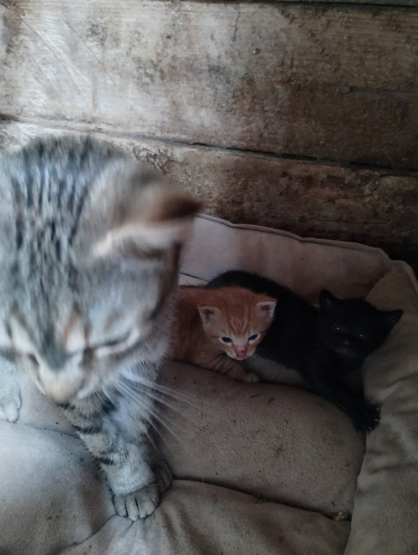 IMG_20250911_125311201