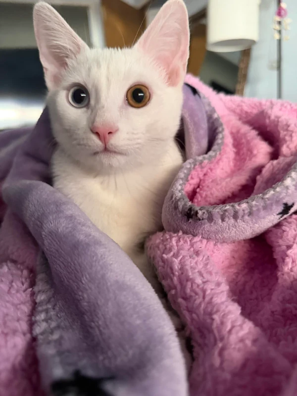 Cat-happy-4-months-to-my-baby-buttermilk-little-photo-shoot-of-v0-oyfm4fnf2tfh1.webp