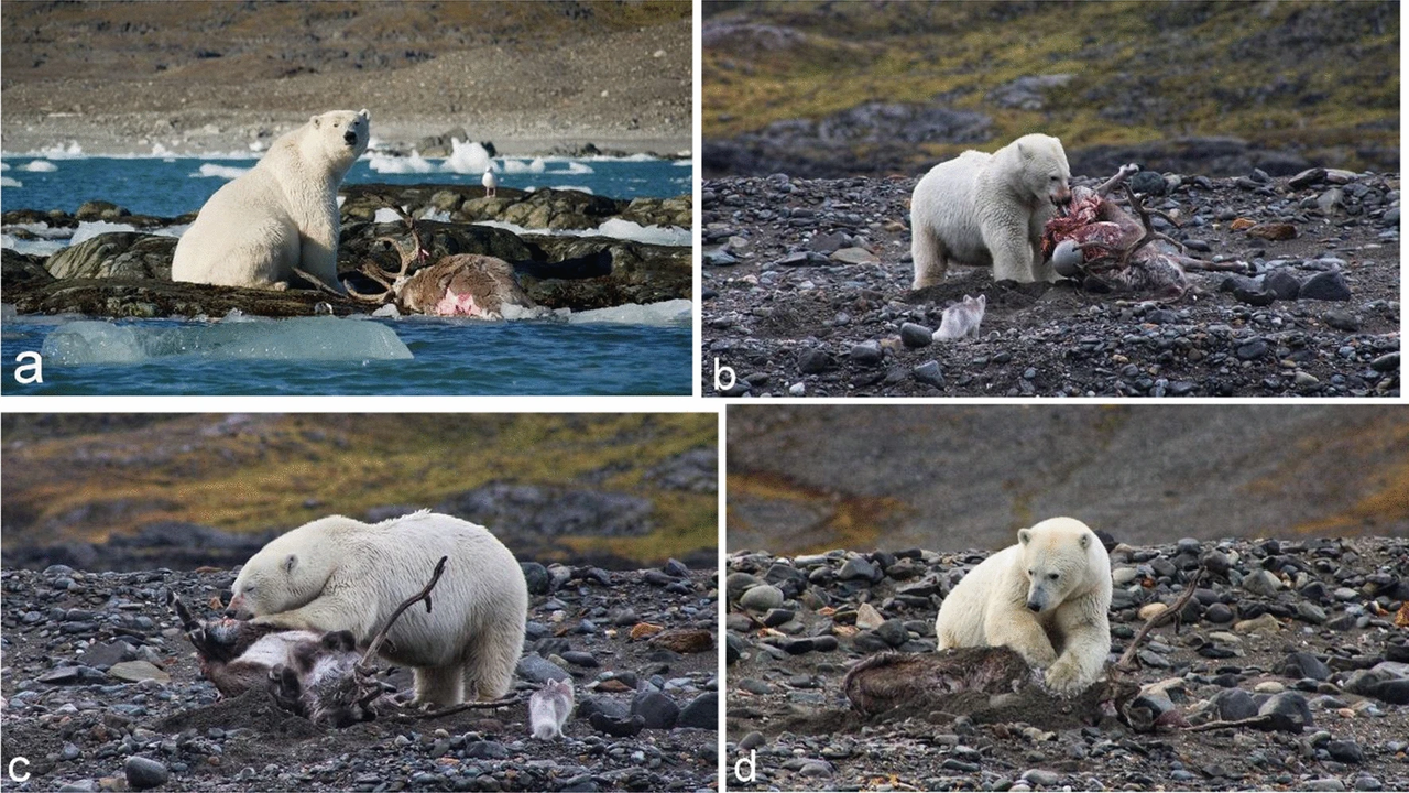 Polar Bear Dragging A Caribou Carcass