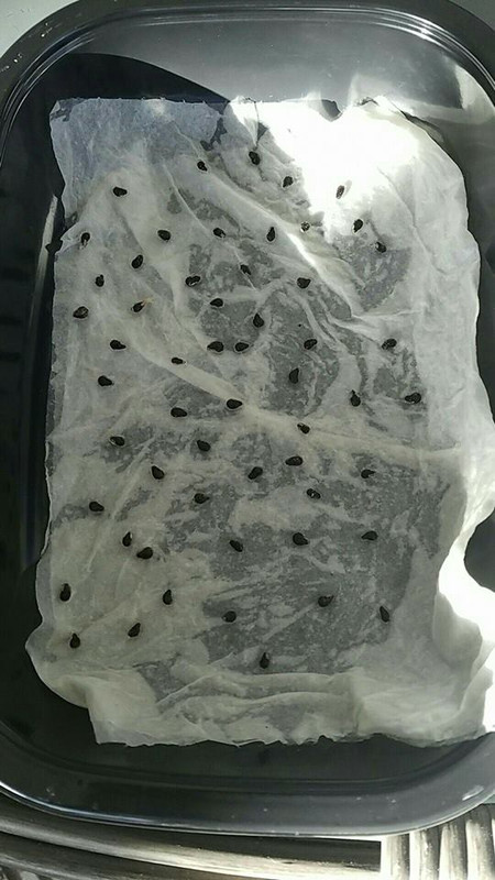 seeds