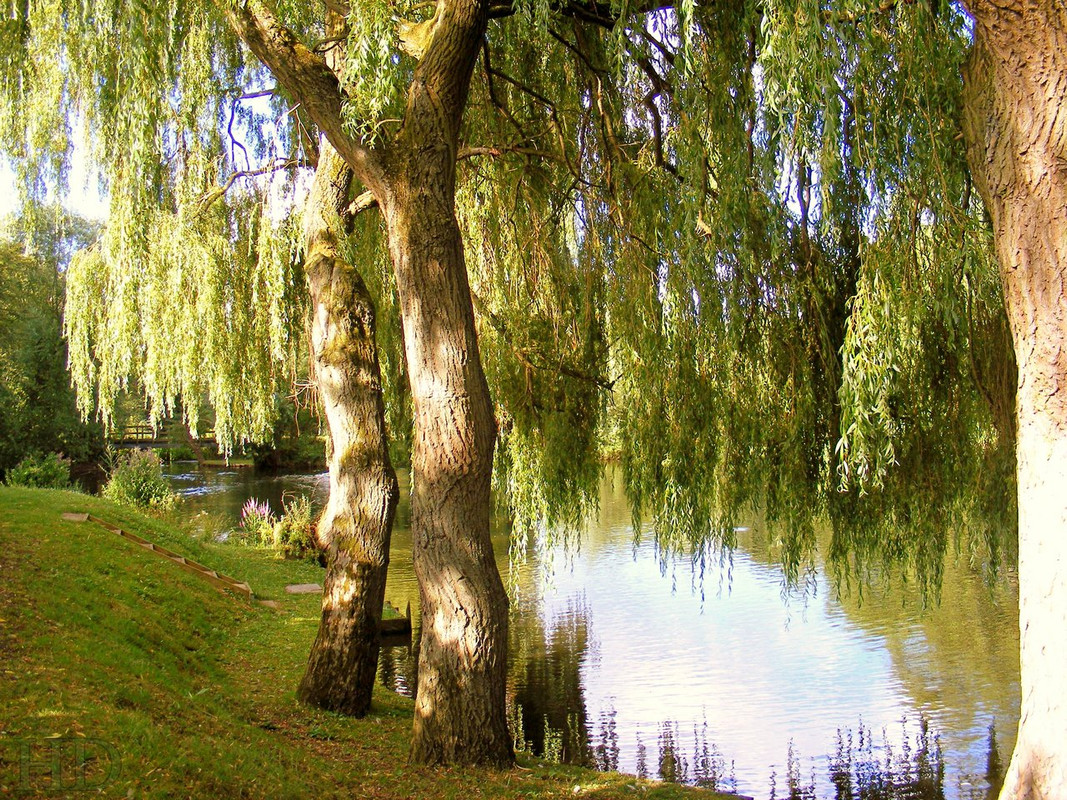 Willow-river-mimram-Water-HD.jpg