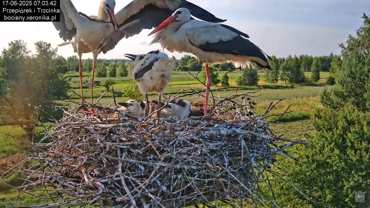 17062025bociany24