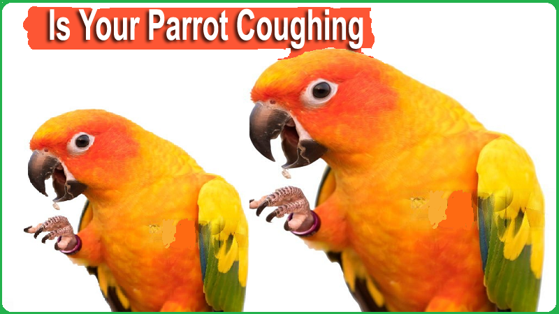 Parrot Coughing