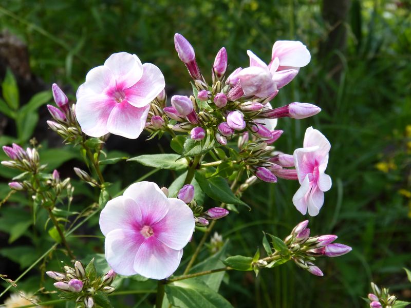 2014-07-21 Phlox 'Tüpfelchen'