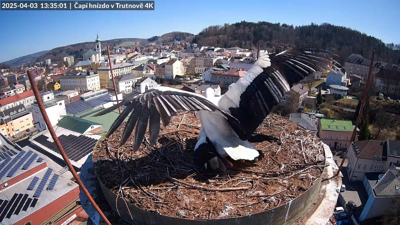 Tiešraidē no stārķa ligzdas uz alus darītavas skursteņa Trutnovā 11-39-29 screenshot (2)