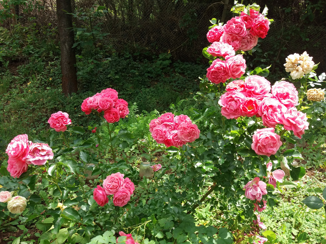 20190623_125427