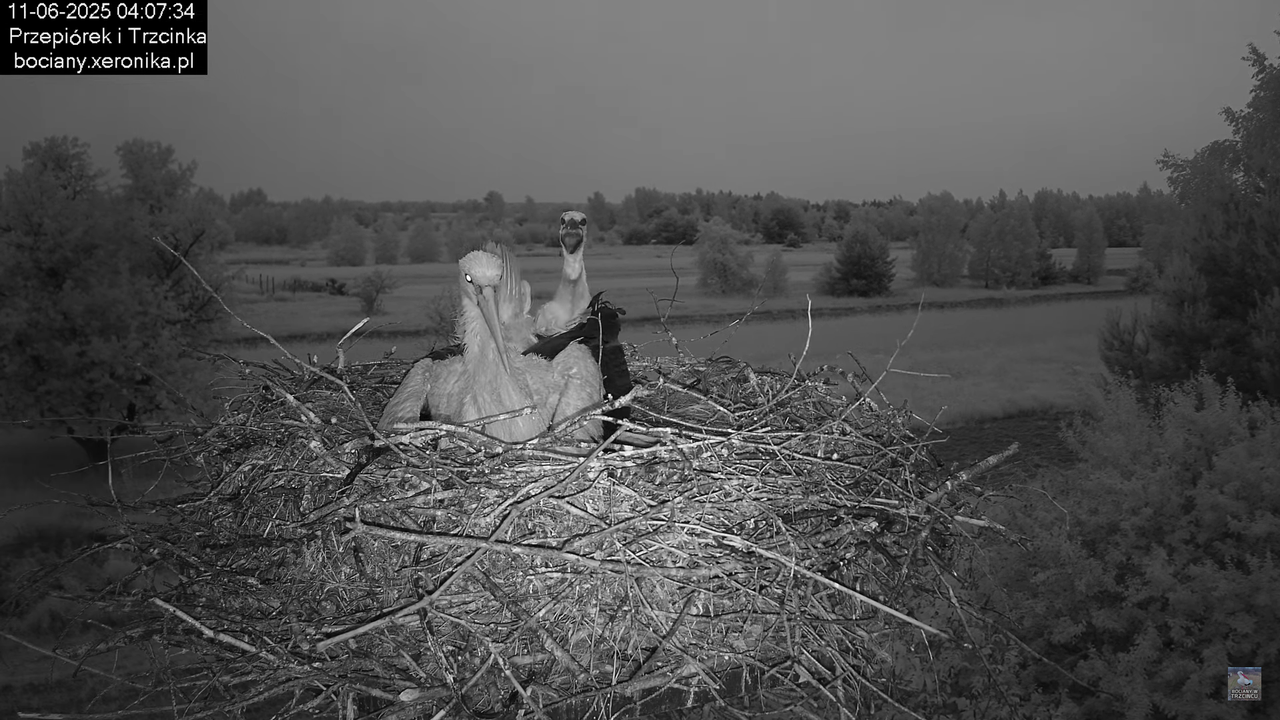 11062025bociany2