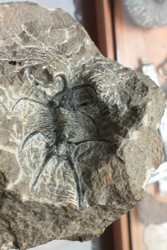 Ceratarges Armatus. Devónico Medio. Bonito y vistoso Trilobites muy bien conservado. S-l1600