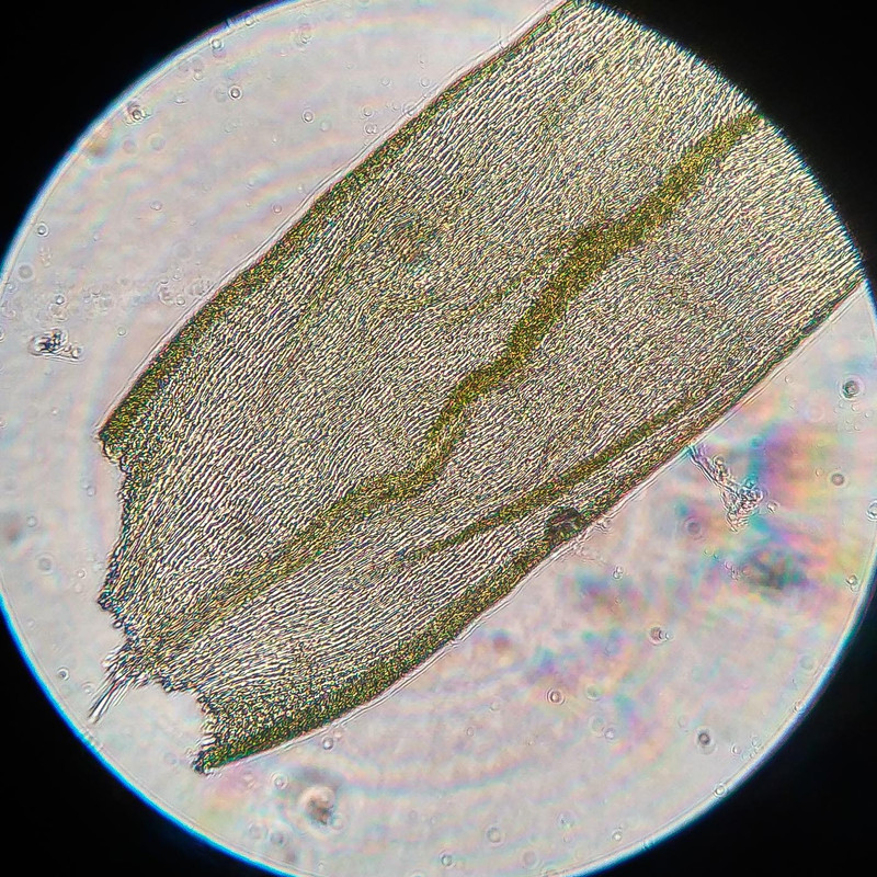 IMG 20250616 212929 HDR