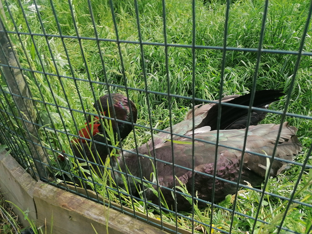 10.19 - IMG_20210604_151442 (Czesio1)