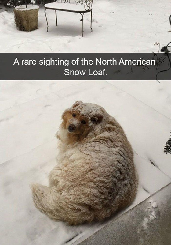 North-American-Snow-Loaf.jpg