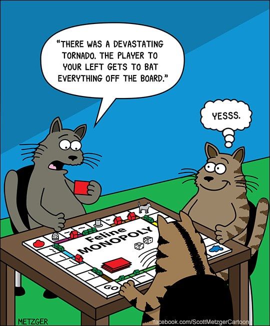 Cat Humor #7