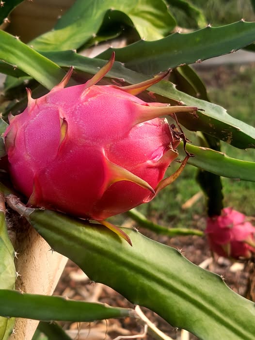 487173792_1917317365673361_1150905105059186121_n