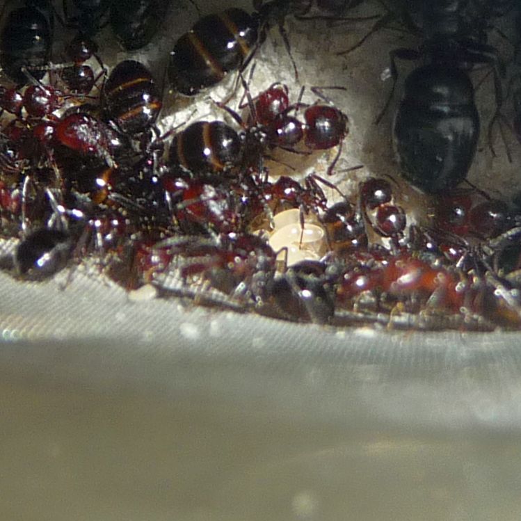 2205-lateralis-brood.jpg