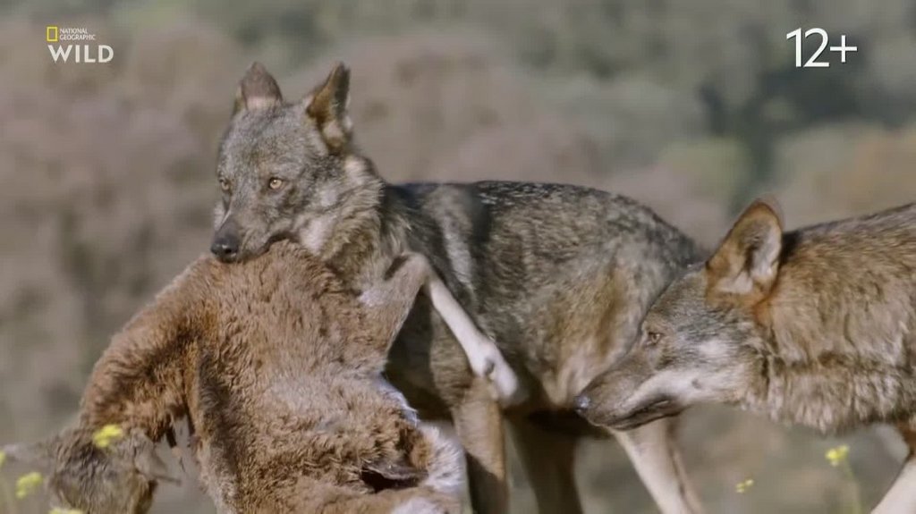 [Image: o8v9ymqpc30w.jpg]