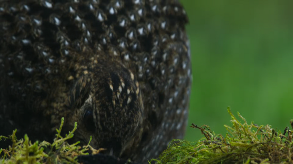 [Image: 3t5zc4vn0ksk.png]