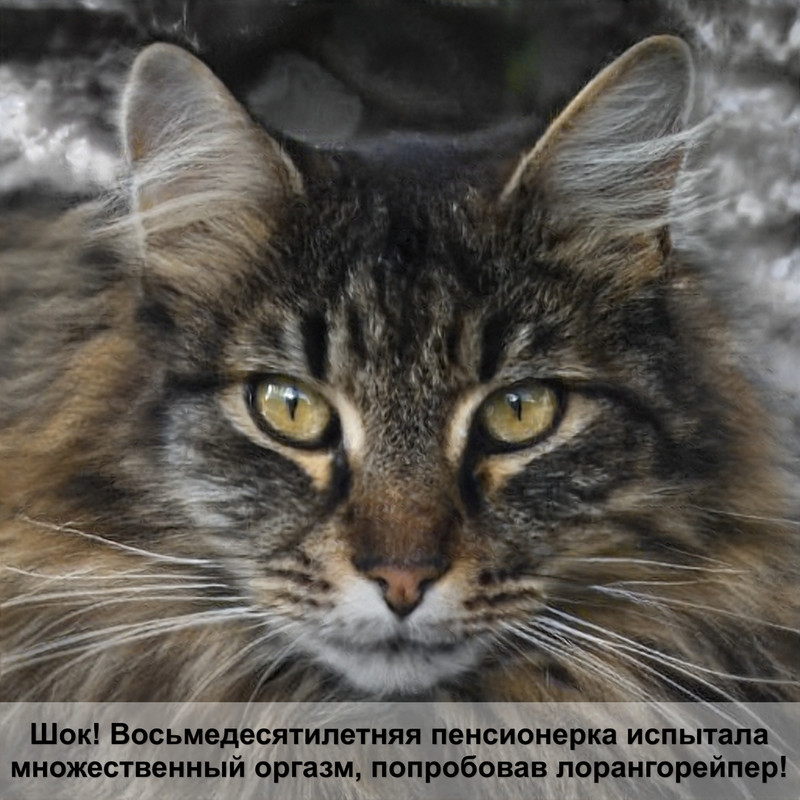 рвота у кошки