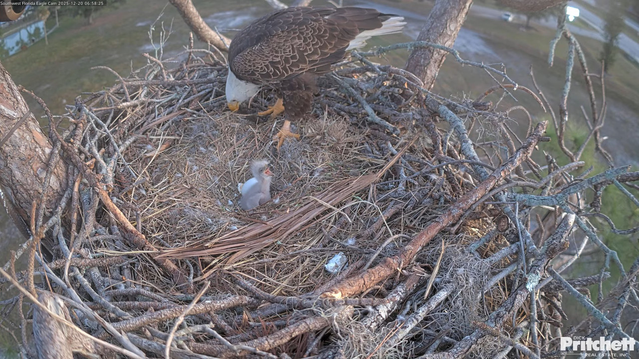 Southwest Florida Eagle Cam Cam 4K 10 13 35 screenshot (1)