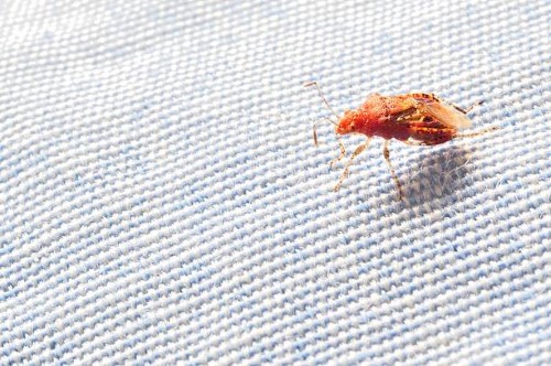 Orlando bed bug treatment