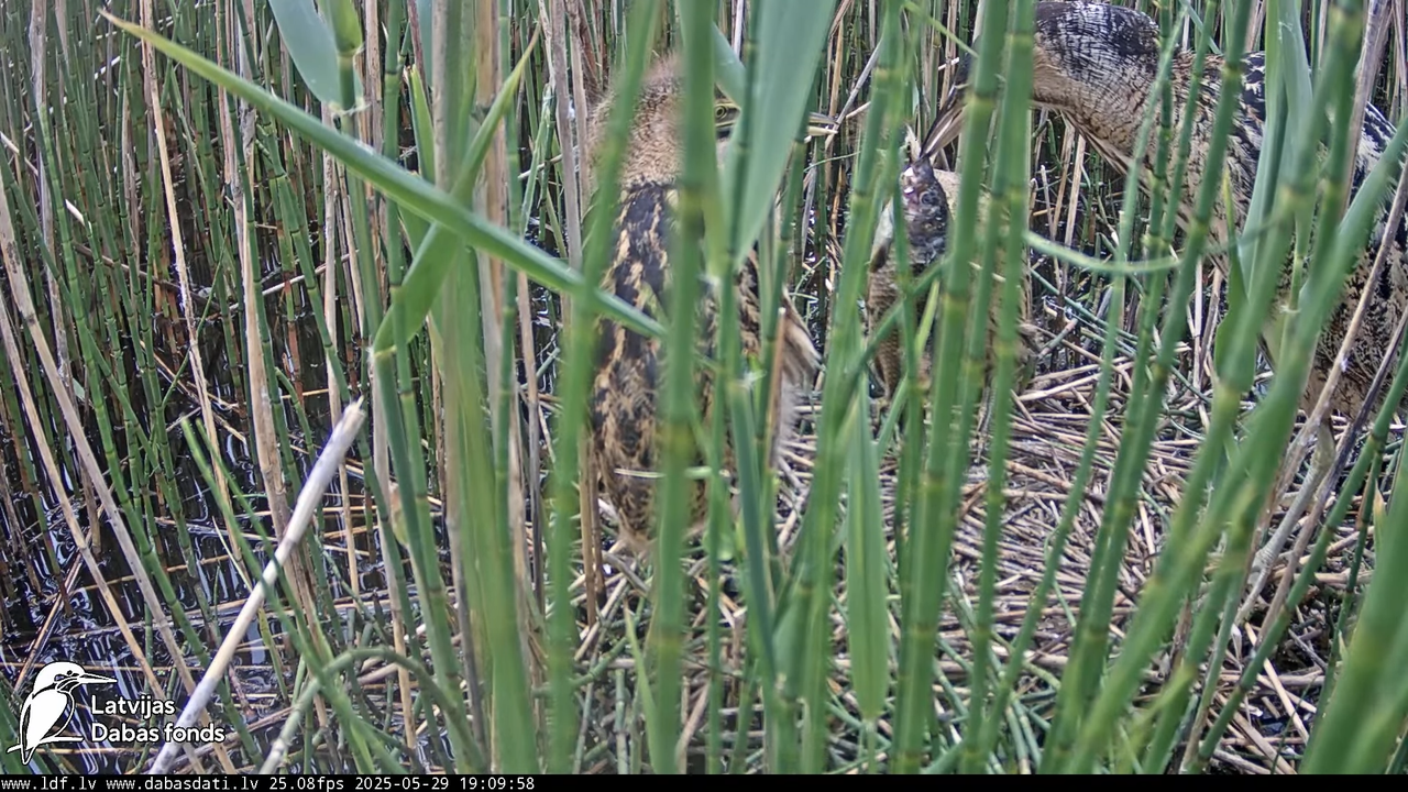 LDF Lielais dumpis (Botaurus stellaris) Zemītes pagastā 18-56-23 screenshot (1)