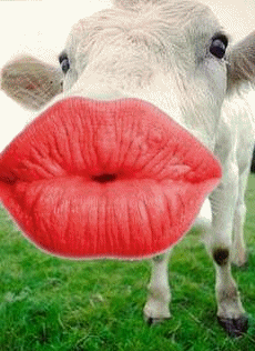 koe-bewegende-animatie-0290.gif