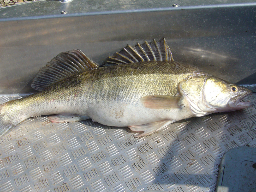 3 1 Мальков Дмитрий (3)