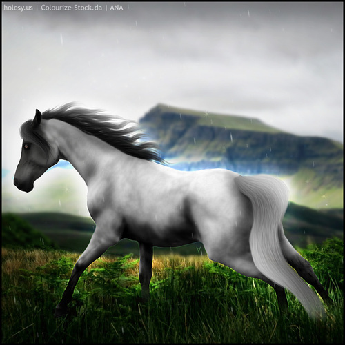 rsz-horse-avi-20240920145756.jpg