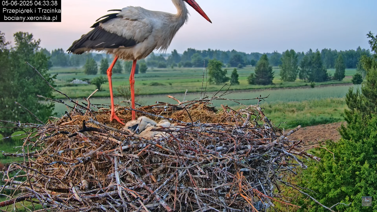 05062025bociany4