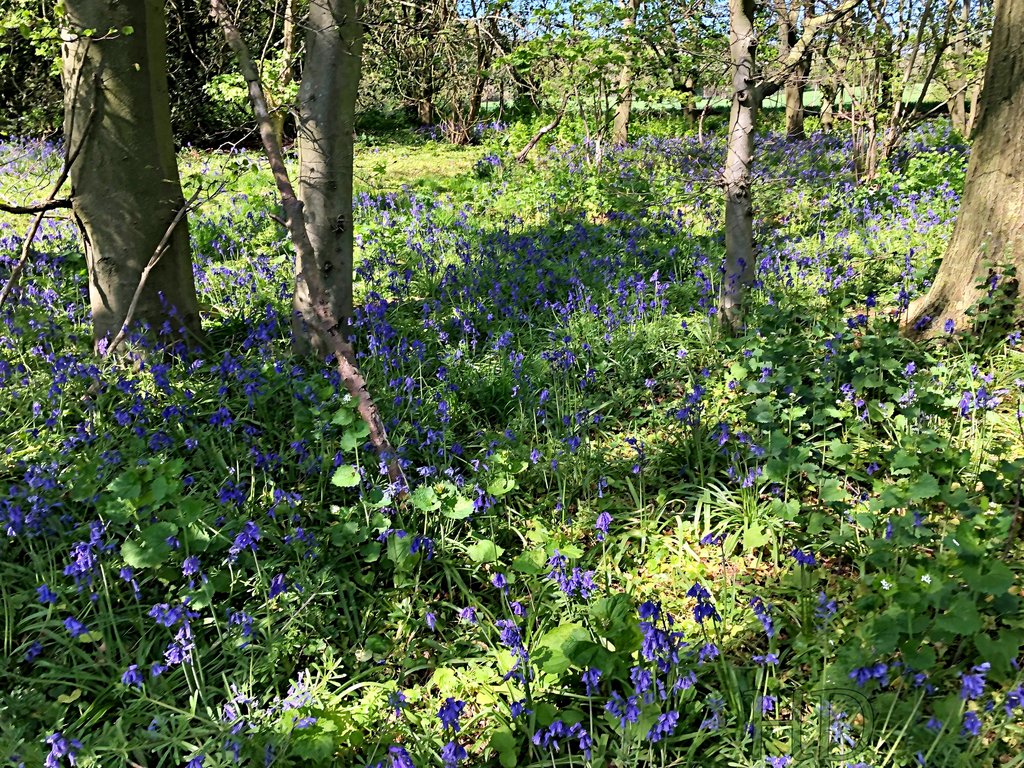 bluebell-woods-april.jpg