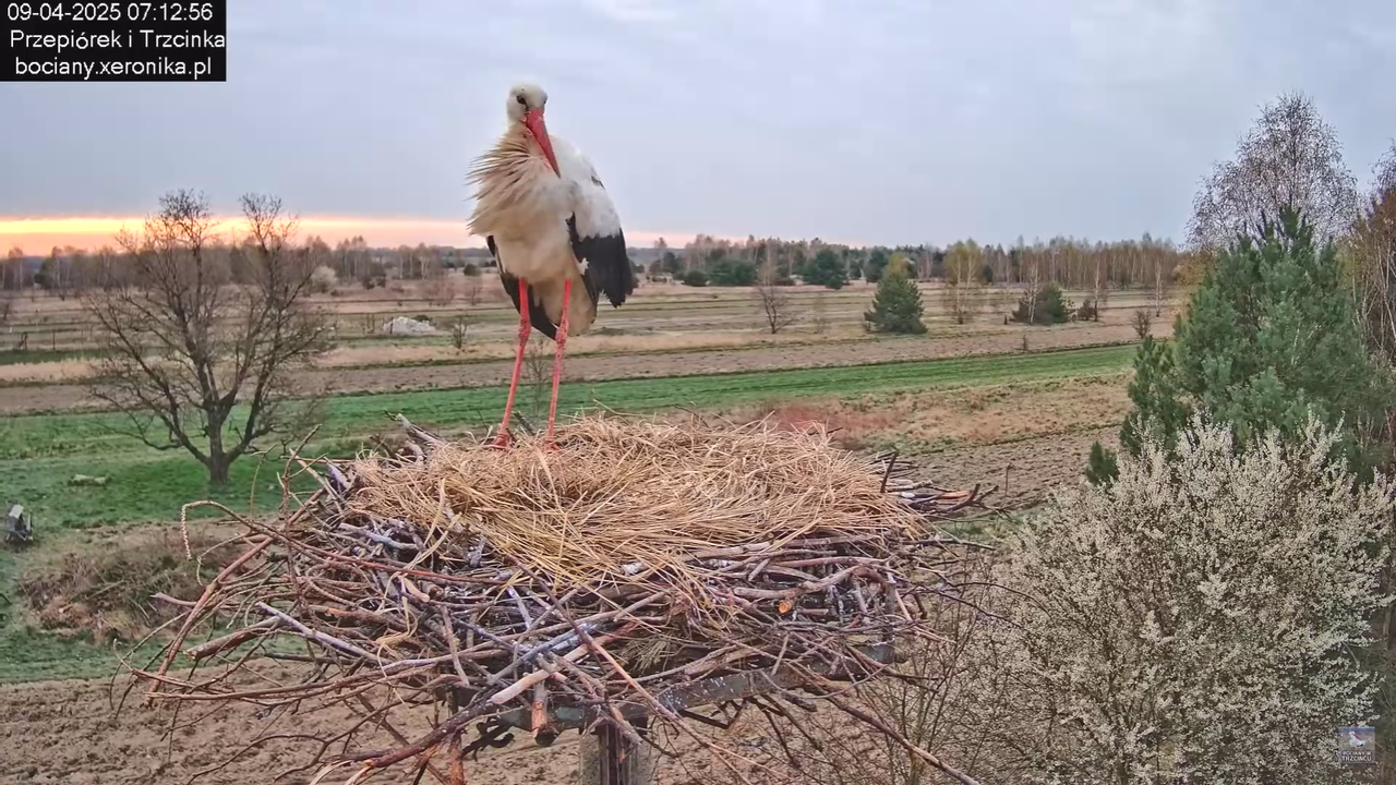 09042025bociany_12