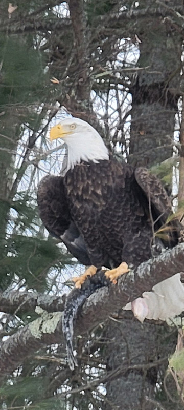 Eagle