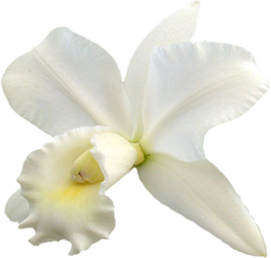Mariposa_Kit_21