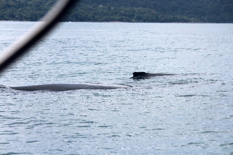 DIA 13: EXCURSIÓN DE UN DÍA A CORCOVADO - DE TORTUGAS Y PEREZOSOS. COSTA RICA 2019 (15)