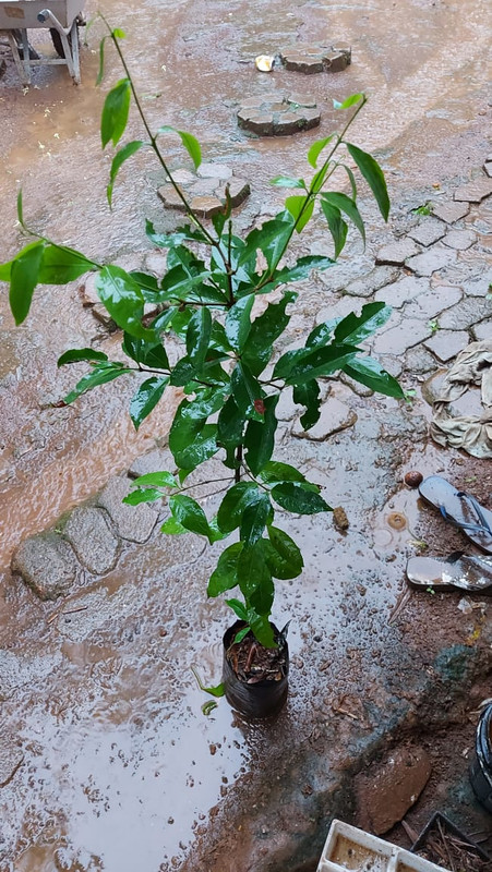 Planta Publicar IMG 20260327 WA0060