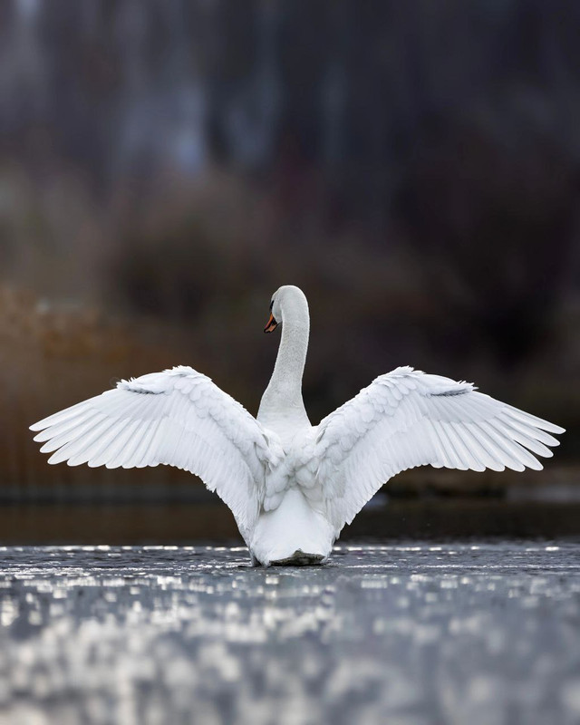 IMG_20240318_161535_570