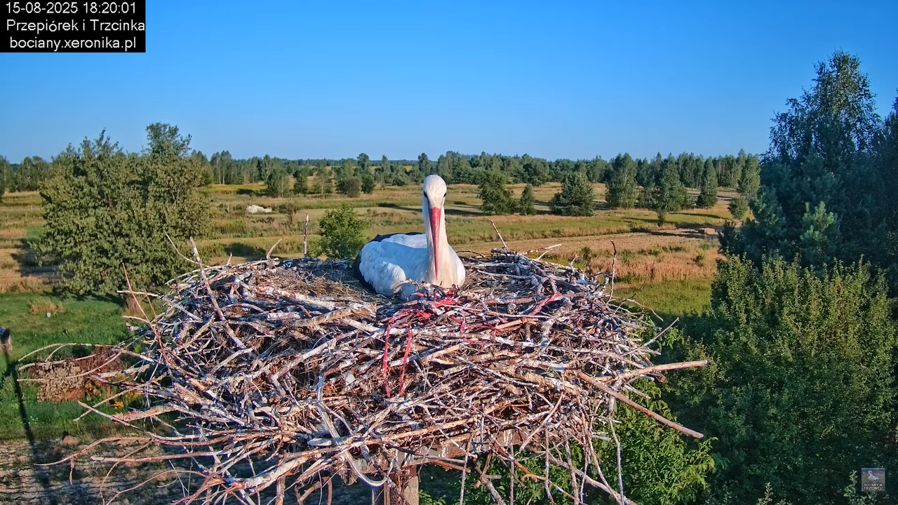 15082025bociany31