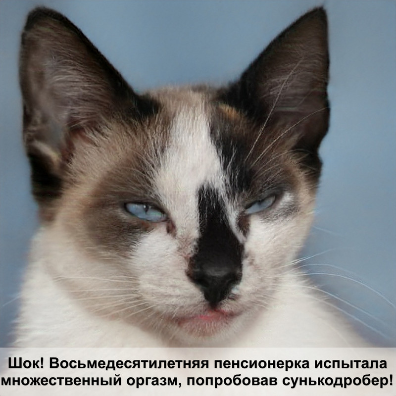 как приучить котенка