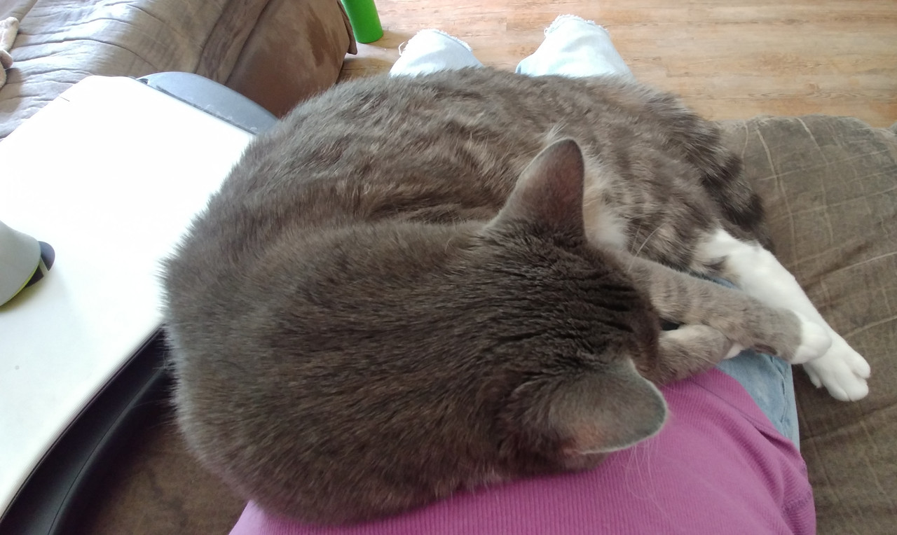 Artemis in my lap