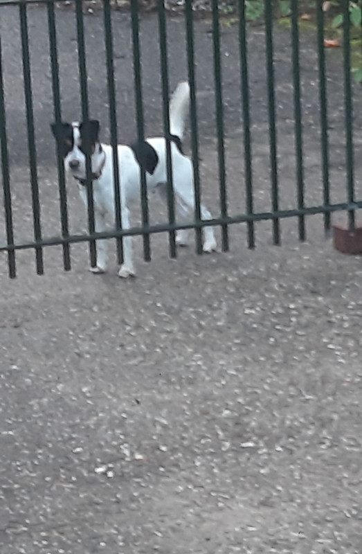 Afbeelding