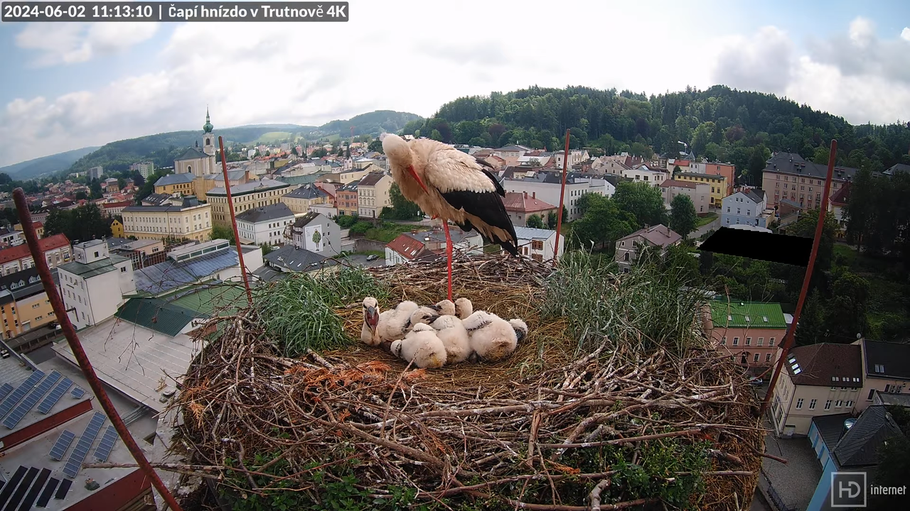 Tiešraidē no stārķa ligzdas uz alus darītavas skursteņa Trutnovā 13-28-55 screenshot