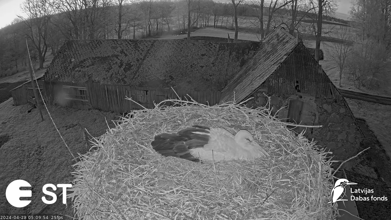 Baltie stārķi (Ciconia ciconia) Tukuma novadā - LDF tiešraide __ White storks in Tukums, Latvia 9-28