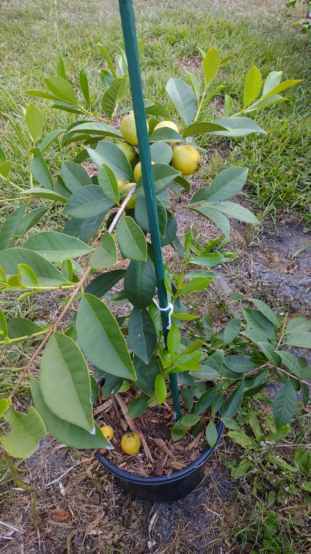 IMG_20240622_200850645