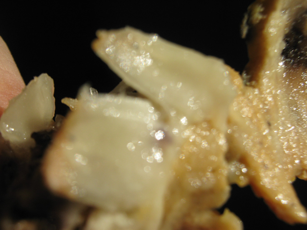 arachichu_fruit__--rollinia_ID_20150622T160118.j